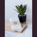 Dedicated Chocolate - Single Origin 75% Dark Chocolate - Peru (Ucayali) 秘魯單一產地 75%黑朱古力 48g (2片)