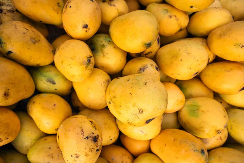 Pets e Frutas Tropicais: Seu Cão ou Gato Pode Comer Manga? Tudo que Você Precisa Saber