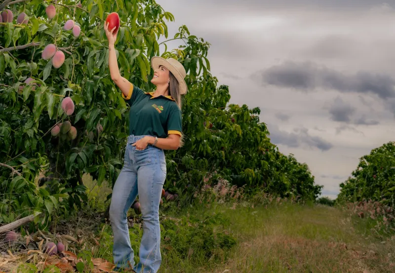 As Mangas que o Tempo Quase Apagou: Como Agricultores Familiares Estão Resgatando Variedades Raras e Reinventando o Sabor Tropical